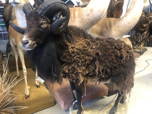 Taxidermy soay sheep - taxidermy,