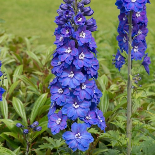 Delphinium elatum guardian - elatum,