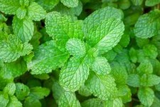 Herb Peppermint Mentha Piperita 1200 seeds Perennial+4"FREE PLANT LABEL