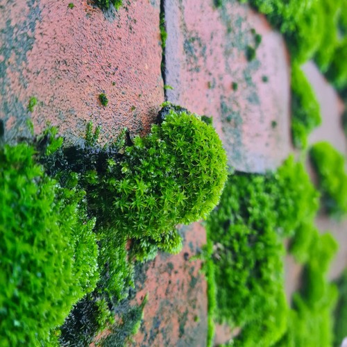 Live yorkshire moss mix - live,