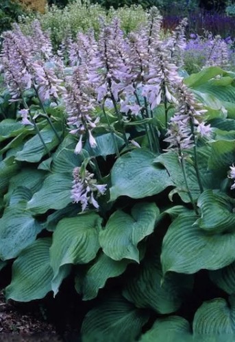 Garden cottage perennial - cottage,