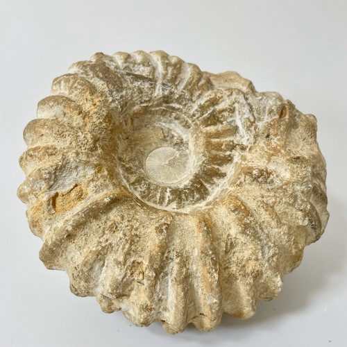 Large ammonite fossil from - fossil,