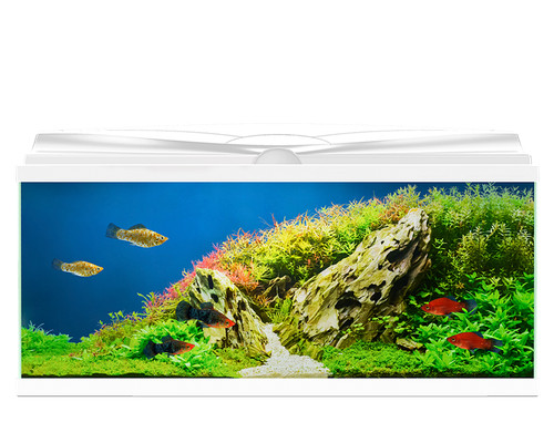 Large fish tank - fish,