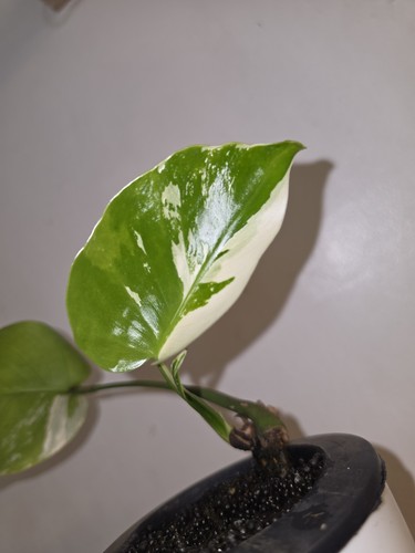 Large form monstera mint - mint,