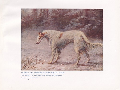 Russian wolfhound borzoi dog - wolfhound,