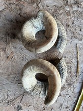 Dorset Rams Horns Taxidermy