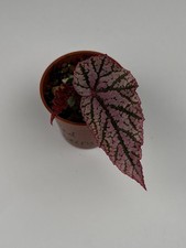 Begonia 'Red Berry' Houseplant