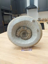 Large Androgynoceras Ammonite