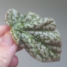 RARE - Begonia Snowcap PINK HIGHLY Variegated, 1-Leaf Cutting, Rooting, A3