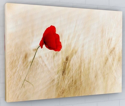 Stunning poppy flower wheat - flower,