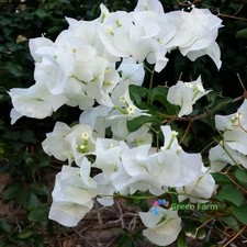 20 Seeds Bougainvillea White
