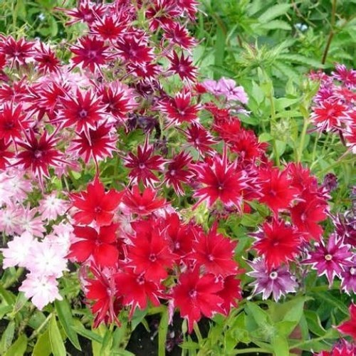 Phlox cuspidate twinkle - phlox, mixed