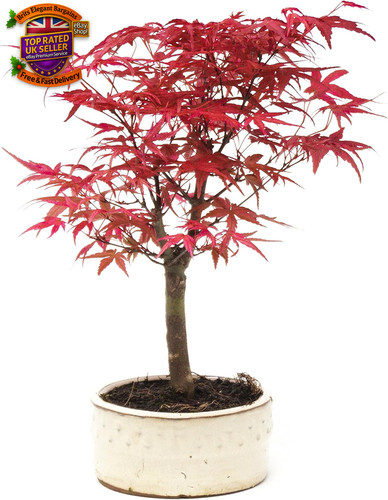 Bonsai tree japanese - bonsai,
