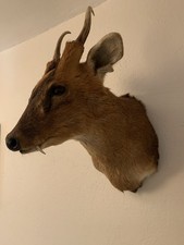Taxidermy Muntjac Head/shoulderWall Mount