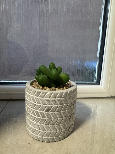 Echeveria succulent potted - succulent,
