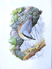 Vintage Nuthatch Bird Print