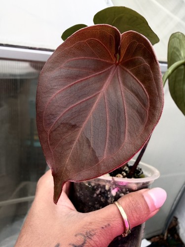 Anthurium kos king spades - kos,
