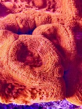 live coral Ember Sunset