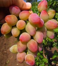 ALADDIN Grape Vine -  3