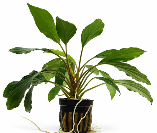 Homalomena broad cuneate - homalomena,