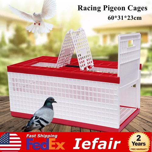 Birds pigeon training - 14,