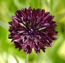 600x Large Black Ball Cornflower Seeds - Centaurea Cyanus - Native Annual Flower