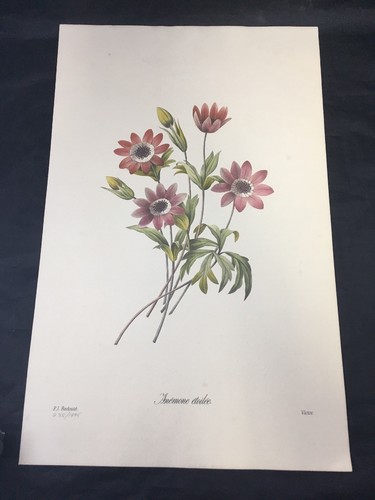 Anemone etoilee vintage - vintage, pj