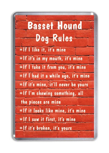 Basset hound dog - hound,