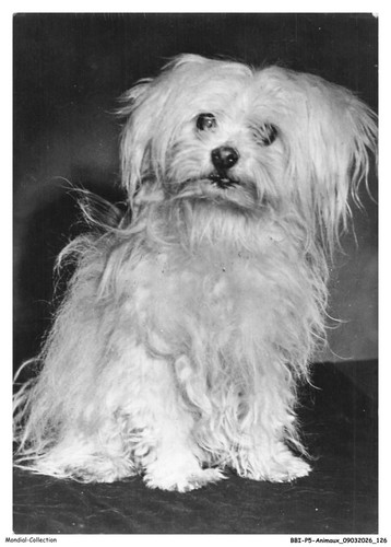Bbip5 0459 animaux maltese - bbip5-0459-animaux,