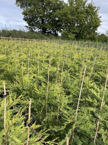 Hedging castlewellan conifer - castlewellan,