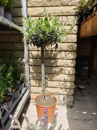 Standard olive tree olea - olive,