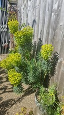 Euphorbia Ever Green