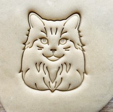 Rag Doll cat - Persian Cat