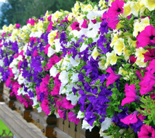 Petunia Seeds-BALCONY MIX-Trailing-For baskets/window boxes-SPECIAL OFFER PRI CE