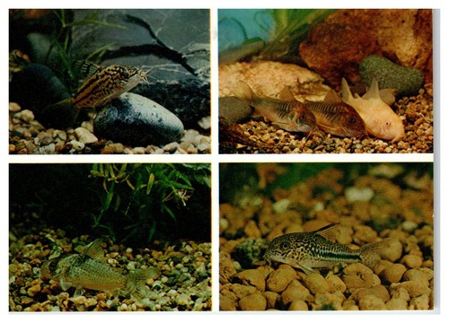 1984 russian planeta corydoras - 1984,