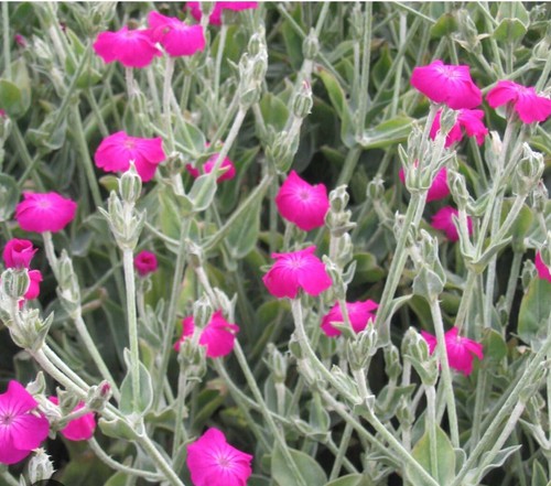 Lychnis coronaria rose campion - coronaria,