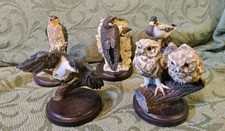 Country Bird Collection By