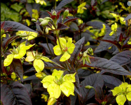 Lysimachia ciliata firecracker - lysimachia,