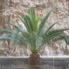 2 - 3 ft Phoenix Canariensis Canary Island Date Palm Indoor Outdoor Tree Plant