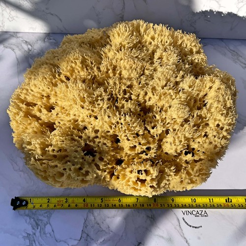 24cm giant ocean - sponge,