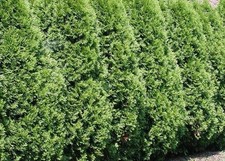 Thuja Plicata Gelderland