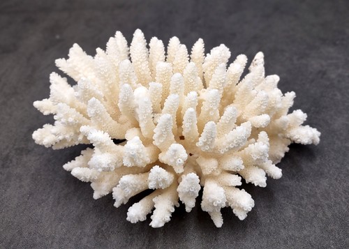 Large white table coral - table,