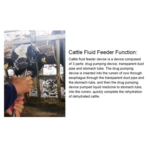 Cow fluid feeder cattle - fluid,
