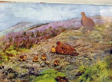 Original Old Antique Print