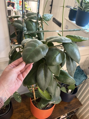 Hoya cuttings random - x4,