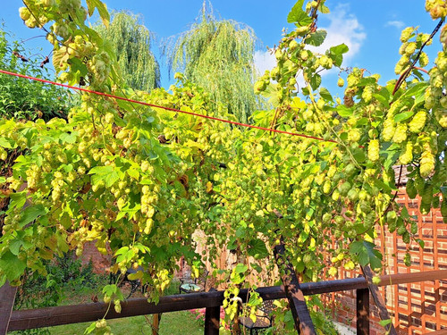 Hops fuggle organic fresh - organic,