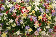 Flower - Aquilegia - McKanas Giant Mixed - 100 Seed - Economy