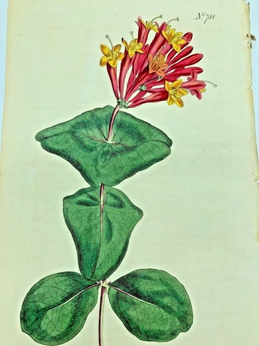 Great trumpet honeysuckle - great, 1804
