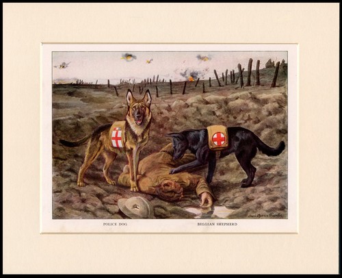 Belgian shepherd german - belgian,