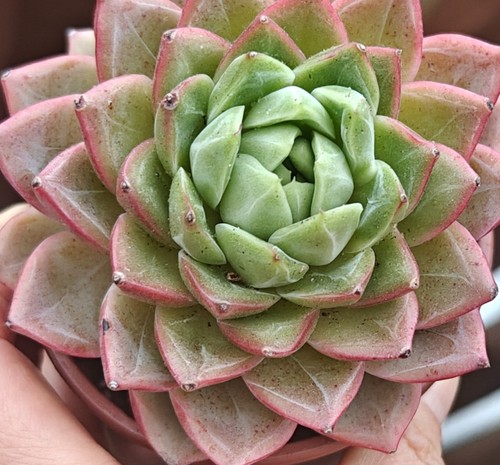 Echeveria rare houyi - echeveria, 'houyi'